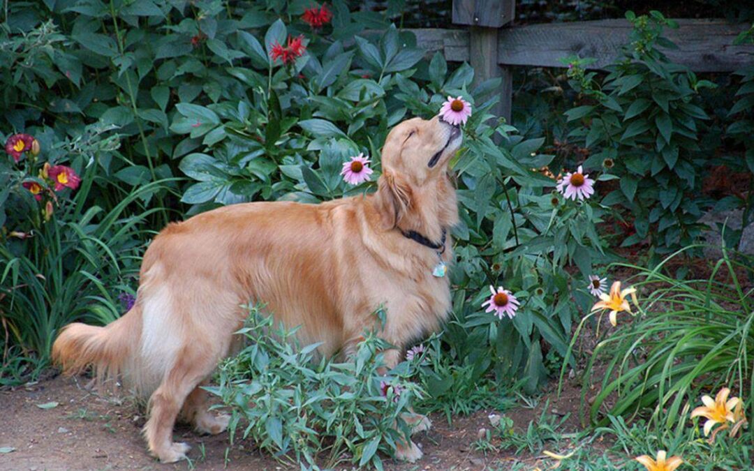 Uomo e Cane: Energia e Approccio Olistico